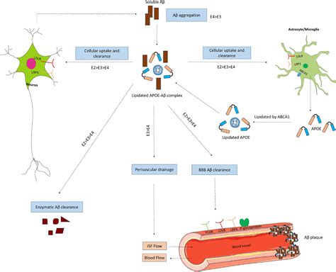 Frontiers Apoe And Alzheimers Disease From Lipid Transport To