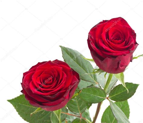 Two scarlet red roses — Stock Photo © Neirfys #61189509