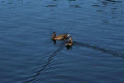 Dos pájaros salvajes nadan juntos en la naturaleza en el lago un par de