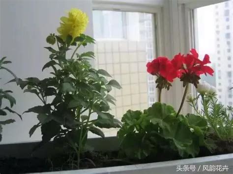 阳台花卉种植介绍及种植方法 每日头条