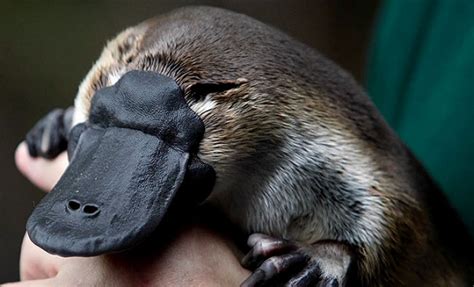 Platypus' drying habitat makes them 'vulnerable'