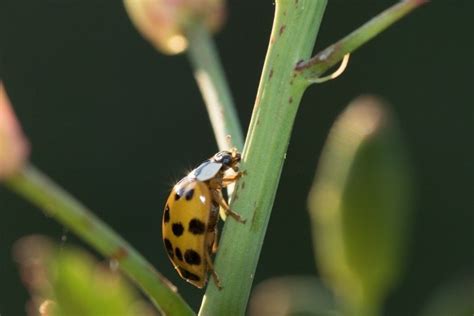 Biedronki Azjatyckie Atakuj Nasze Mieszkania Jak Walczy Z