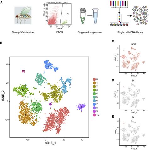 The Cellular Diversity And Transcription Factor Code Of Drosophila