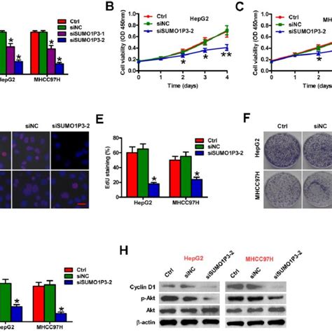 Inhibitory Effects Of SUMO1P3 Knockdown On HCC Cell Proliferation In