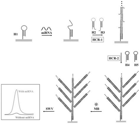 一种基于一步触发的分支dna纳米结构的微小rna检测方法与流程