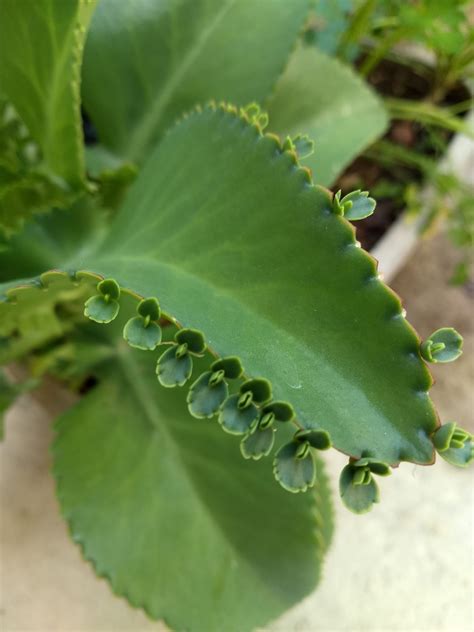 Quais Os Benef Cios Da Planta Aranto V Rios Benef Cios