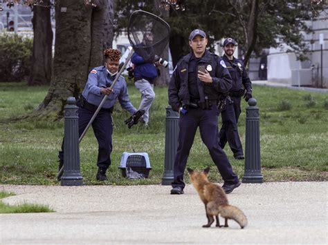 Here's why the cost of rabies vaccines is so high : NPR