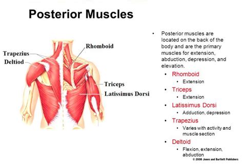 Shoulder Exercises To Correct Rounded Shoulders And Forward Head