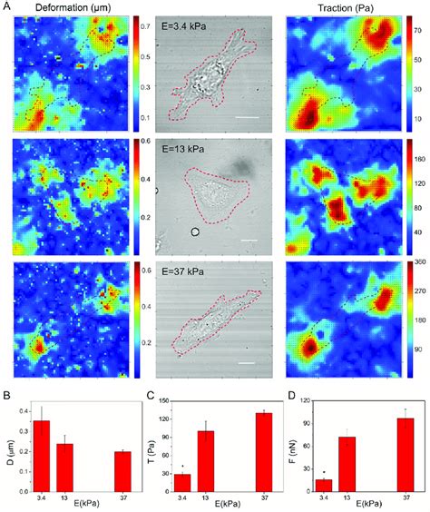 Cellular Traction Forces Of Cells Cultivated On Substrates Of Different