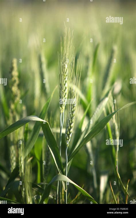 Wheat Grains Hi Res Stock Photography And Images Alamy