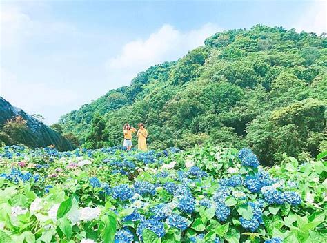 初夏限定！萬朵綻放「全台10處繡球花海」藍紫色迷幻仙境，現在去開得正美！ Eztravel 易遊網 Line Today