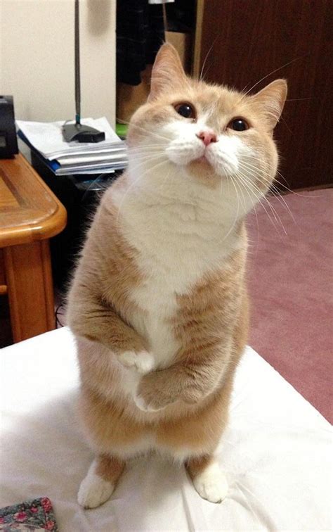 Cat. : r/CatsStandingUp