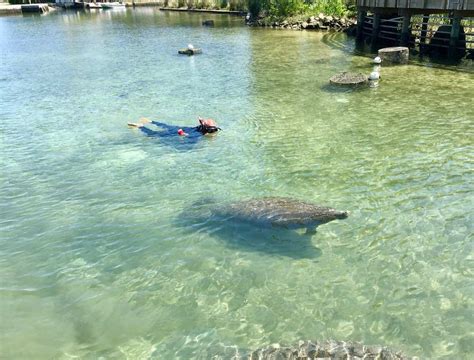 The Ultimate Guide To Swimming With Manatees In Florida