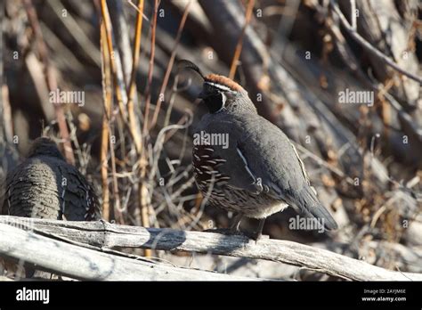 Gambel's Quail New Mexico Stock Photo - Alamy