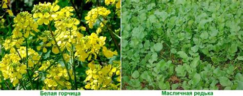 Сидераты: когда сеять и когда закапывать, лучшие сидераты для огорода