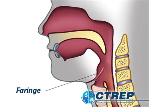 Para Que Serve A Faringe
