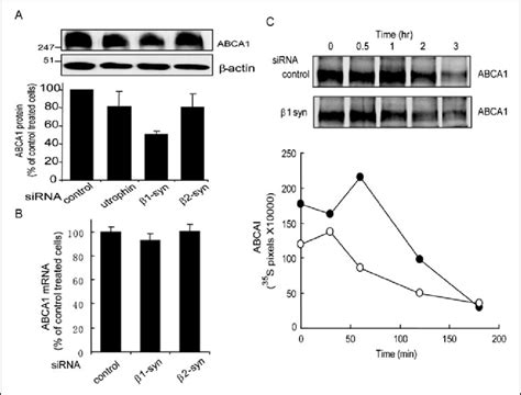 1 Syntrophin Silencing Destabilizes Abca1 Protein By A Download