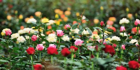 List Of Flower Farms In Naivasha | Best Flower Site