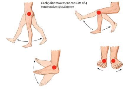 Lower Limb Myotomes Diagram | Quizlet