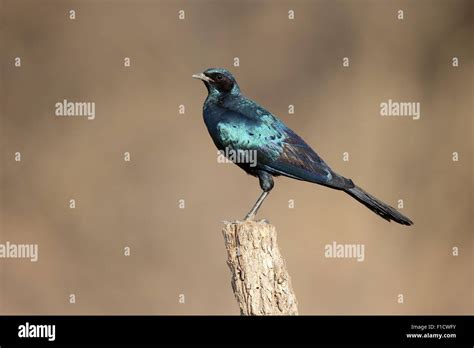 Burchells Starling Lamprotornis Australis Single Bird On Post South