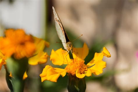 Papillon Jaune Fleurs Jaunes Photo Gratuite Sur Pixabay Pixabay