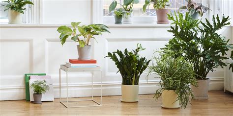 Les meilleures plantes pour rafraîchir son intérieur Marie Claire