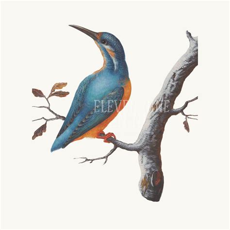 Kingfisher Art Vintage Bird Clipart Bird Illustration Bird Etsy