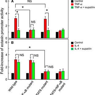 Effects Of Eupatilin On STAT6 Activation In Human Bronchial Epithelial