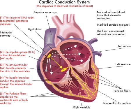 Electrical Pathway Through The Heart Initiation Action Off