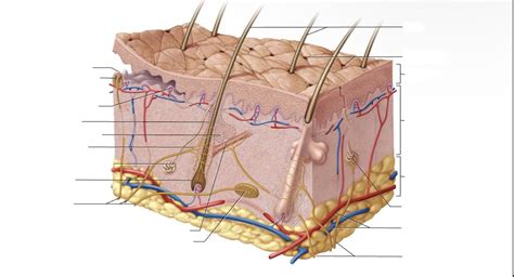 A P Quiz Integumentary System Diagram Quizlet