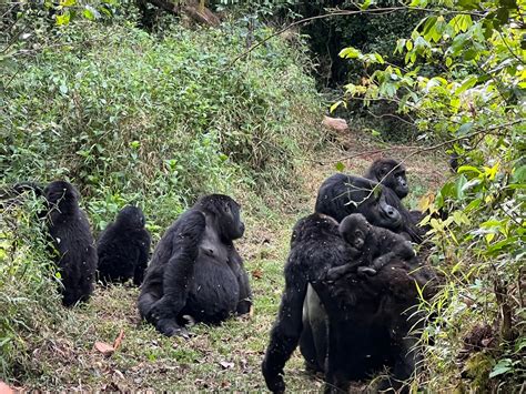 How Much Does It Cost To Trek Gorillas In Uganda Uganda Safari