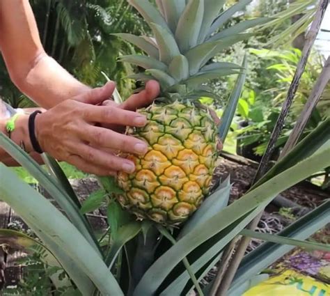 How To Grow Giant Pineapples In Containers