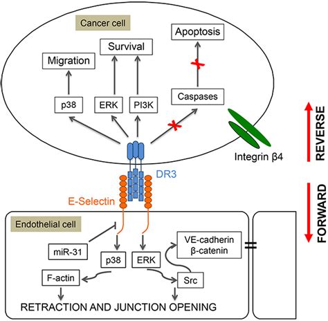 The P38 Pathway A Major Pleiotropic Cascade That Transduces Stress And