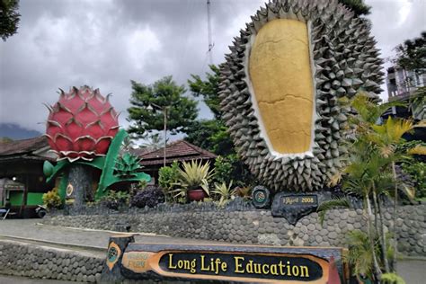 Kebun Durian Warso Farm Di Bogor Daya Tarik Jam Buka Dan Rute