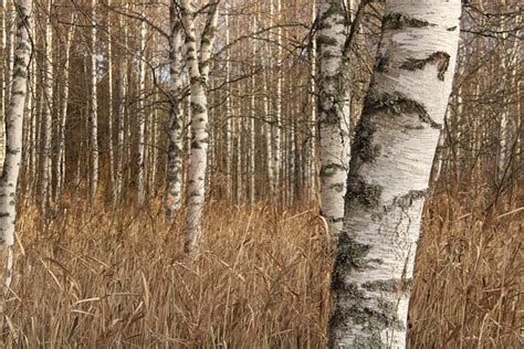 Birch Birches Autumn - Free photo on Pixabay - Pixabay