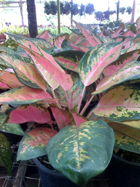 Flowers of Malaysia: Aglaonema