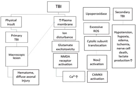 Pathophysiology Of Traumatic Brain Injury Tbi Traumatic Brain Injury