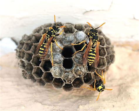 Difference Between Wasps & Bees - Alton Wasp Nest Removal