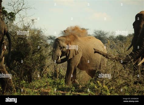Elephant Taking A Dust Bath Stock Photo Alamy