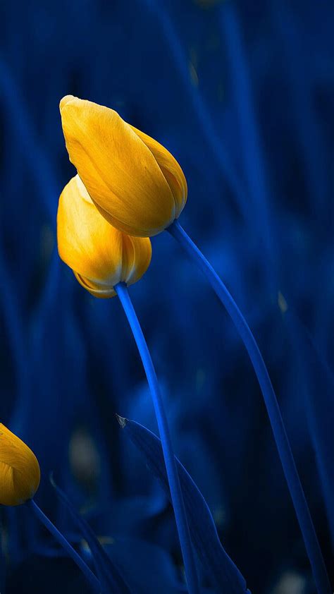 Yellow Tulips Blue Flower Nature Tulip Hd Phone Wallpaper Peakpx