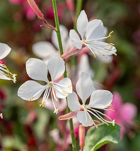 Gaura Lindheimeri Flamingo White Kont L Lumigreen Cz