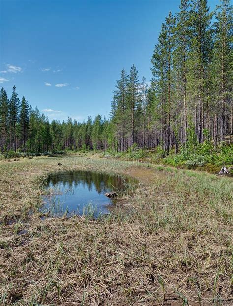 Small Pond Near The River Skelleftealven In Sweden Stock Image Image