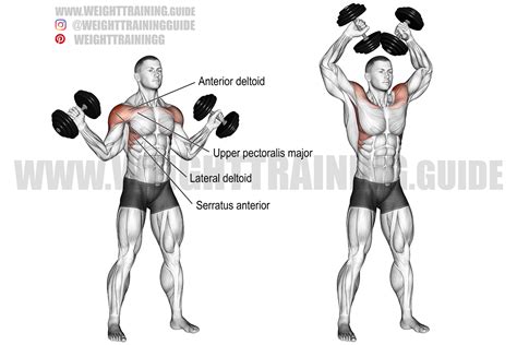 Serratus Anterior Workout