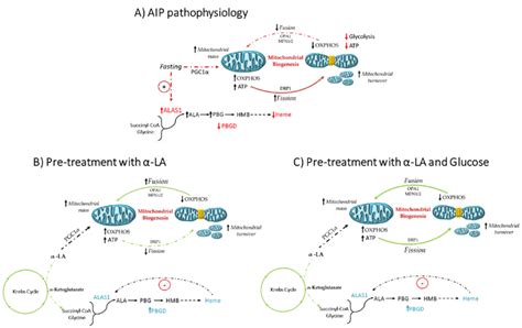 Schematic Representation Of Metabolic Alterations And The Efficacy Of