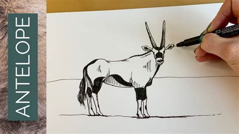 Week 5 Safari Drawing Challenge Oryx Antelope Youtube