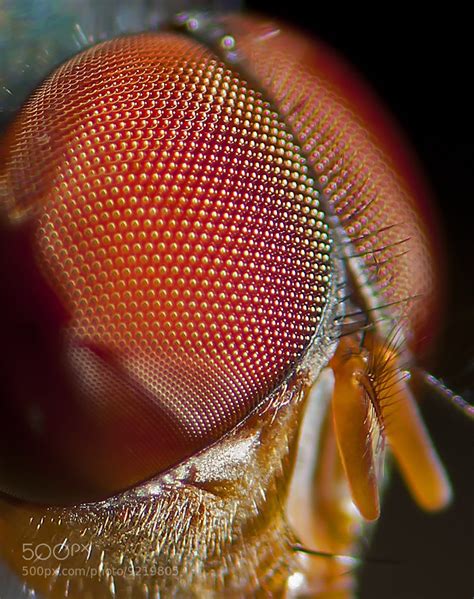 Photograph fly eye close-up by 'Oscar Blanco on 500px