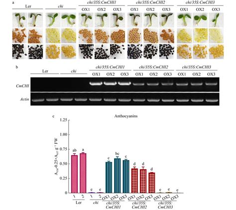 Complementation Of Arabidopsis Tt5 1 Mutant Chi Overexpressing