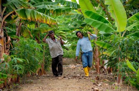 ¡la ‘despensa Agrícola De La Costa