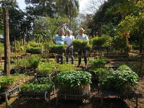 Secretaria Municipal De Meio Ambiente Recebe 5 Mil Mudas De árvores Nativas