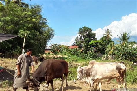 Sulteng Perketat Pengawasan Untuk Cegah Penularan Antraks Sultengterkini